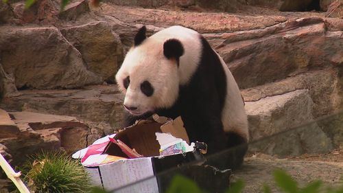 Adelaide bids emotional farewell to beloved pandas