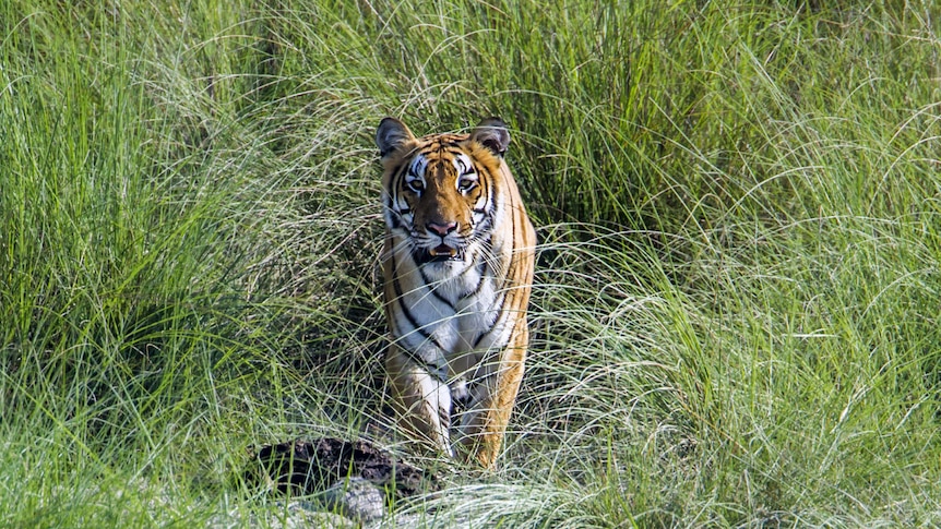 Tiger attacks in Nepal have prime minister considering 'giving them away'