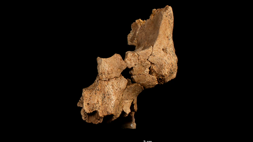 Fossil face bones discovered in Spanish cave may belong to first ancient humans in Western Europe