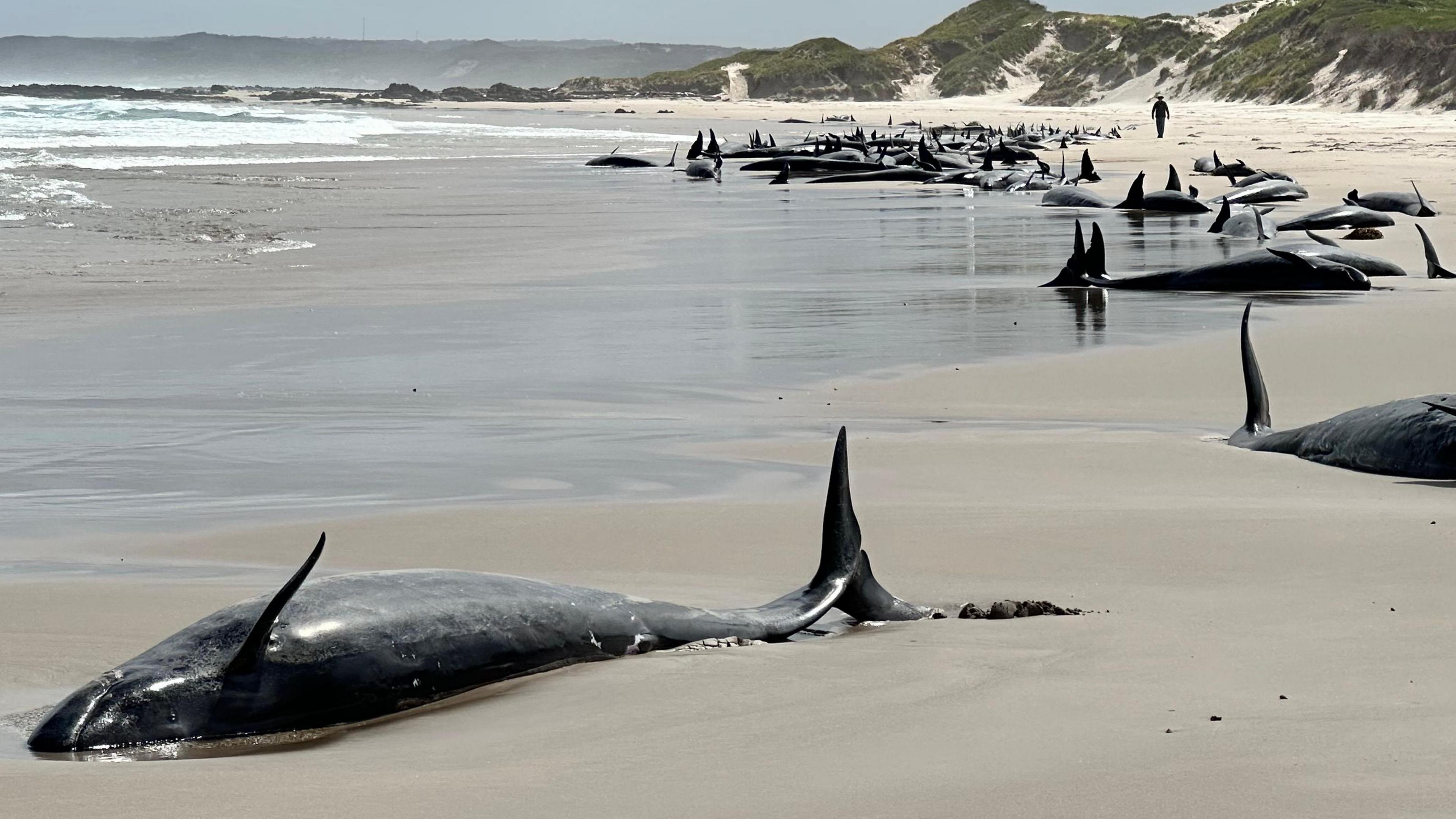 Australia: Scores of false killer whales to be euthanised after mass stranding in Tasmania