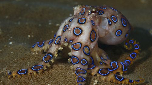 Beachgoers warned after blue-ringed octopus bites reported at Sydney beach