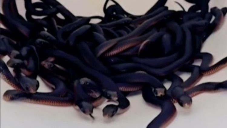 Snake catcher removes 102 venomous snakes from Sydney mulch pile