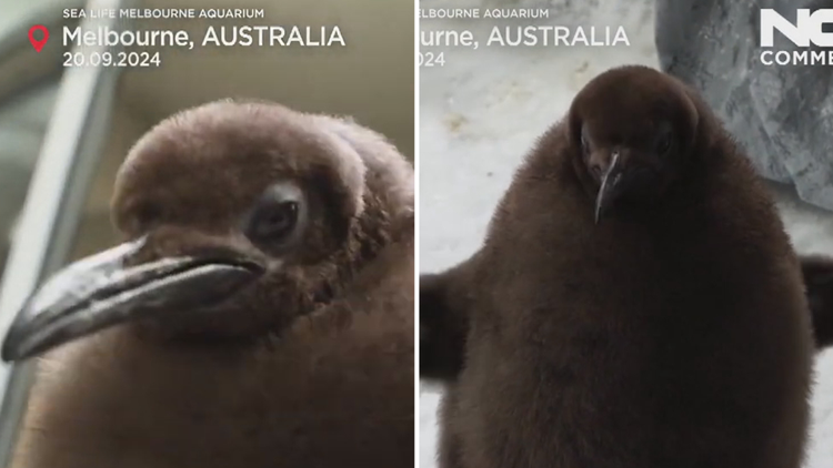 From Moo Deng to Pesto the Penguin: Do our viral animal friends inspire conservation or just clicks?