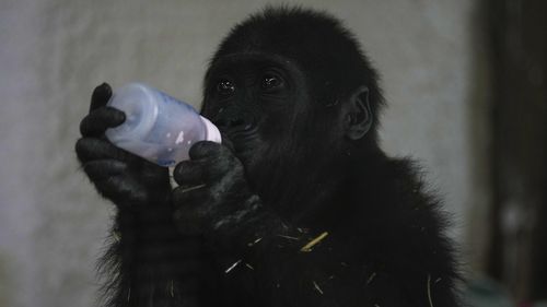 Young gorilla rescued from aircraft hold recovers at Istanbul zoo