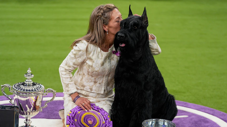 Giant schnauzer Monty crowned top dog at Westminster Kennel Club Dog Show