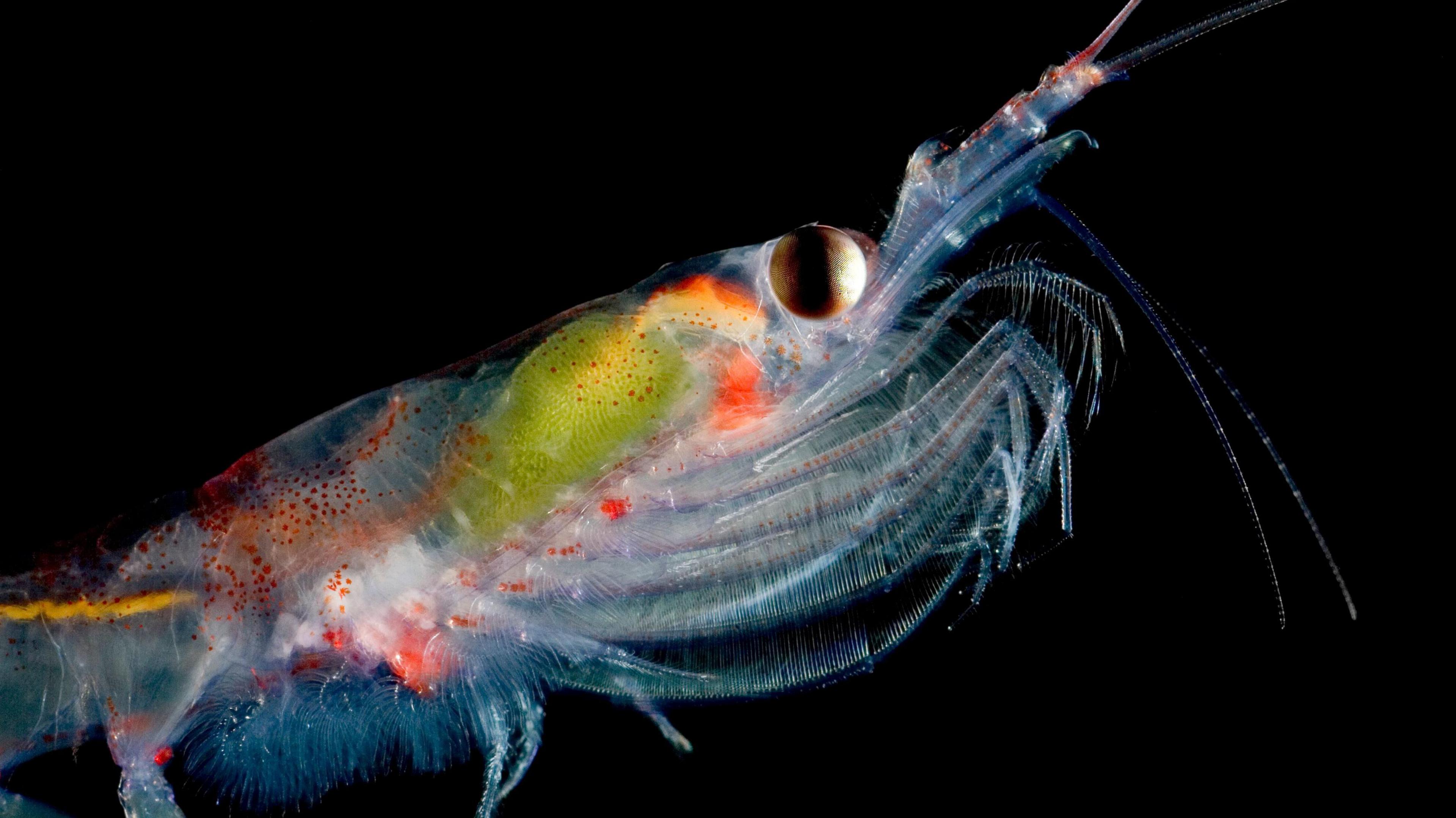 Why scientists are counting tiny marine creatures from Space