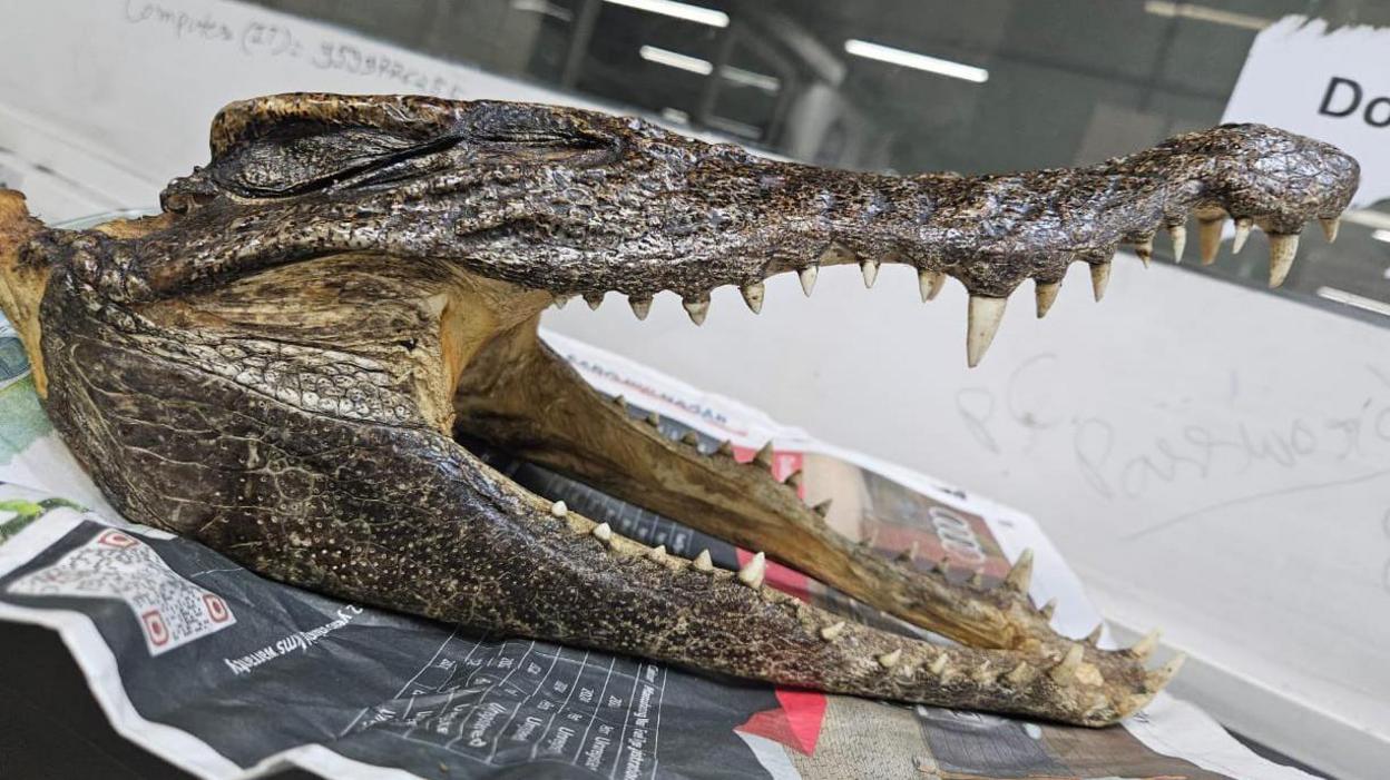 Man with crocodile skull in luggage arrested at Delhi airport