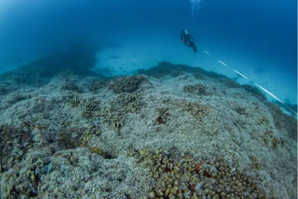 National Geographic Scientists Discover 'World's Largest' Coral on Expedition to Solomon Islands