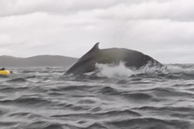 Humpback whale swallows and then spits out kayaker off Chile coast