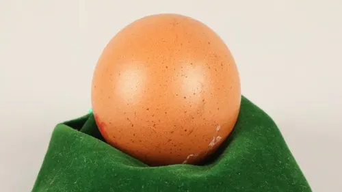 'One in a billion' perfectly round egg sold for hundreds of dollars at auction