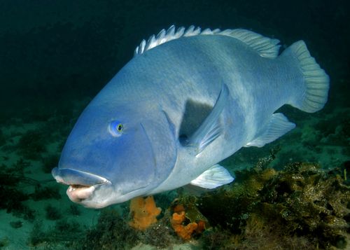 Fishing ban extended for the Eastern blue groper in NSW