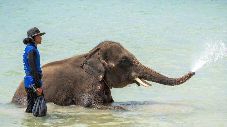 Mahout charged after elephant kills tourist in Thailand