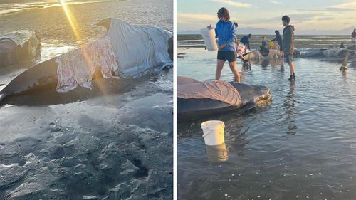 Nine pilot whales stranded in bay on New Zealand's South Island