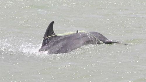 Officials searching for young dolphin entangled in a fishing net in New Zealand