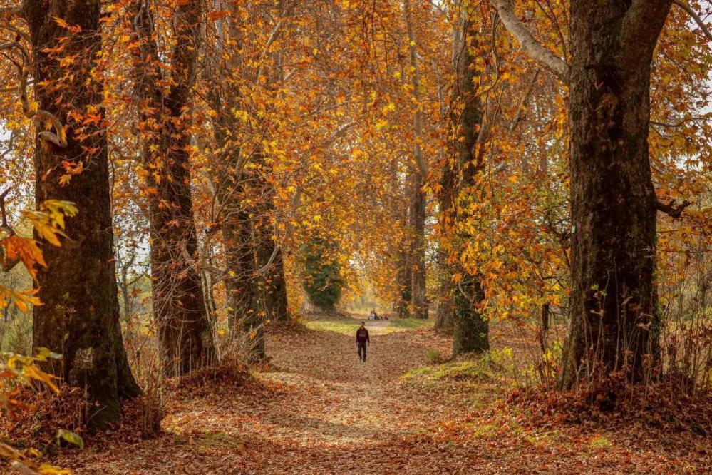 The race to save Kashmir's iconic chinar trees