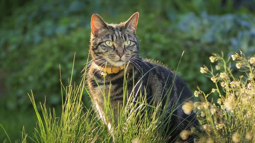 Facing a flap over cats, Scotland's government denies it plans to ban felines