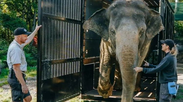 Flying elephant touches down in South Australia