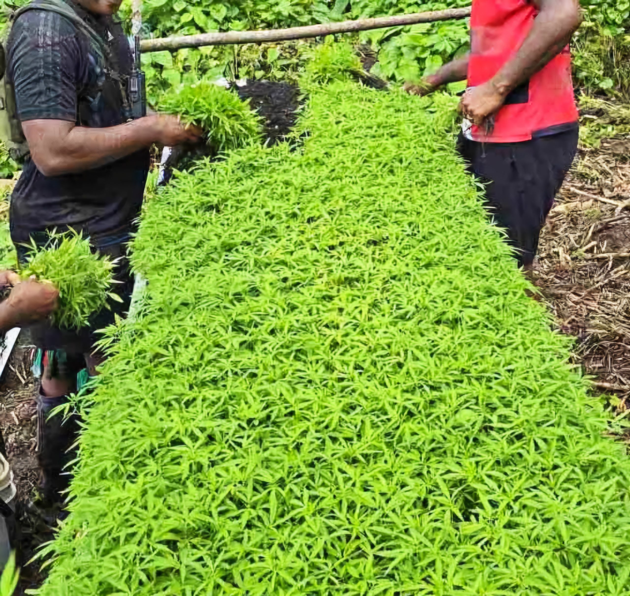 31,000 marijuana plants found on Kadavu