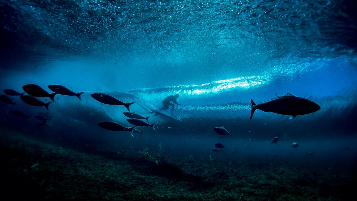 Aussie winner crowned in Nature Conservancy's Oceania Photo Contest