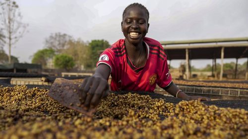 As warming climate hammers coffee crops, this rare bean may someday be your brew