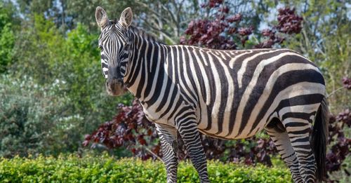 Zebra dies at UK zoo after 'stomach punctured' by rhino