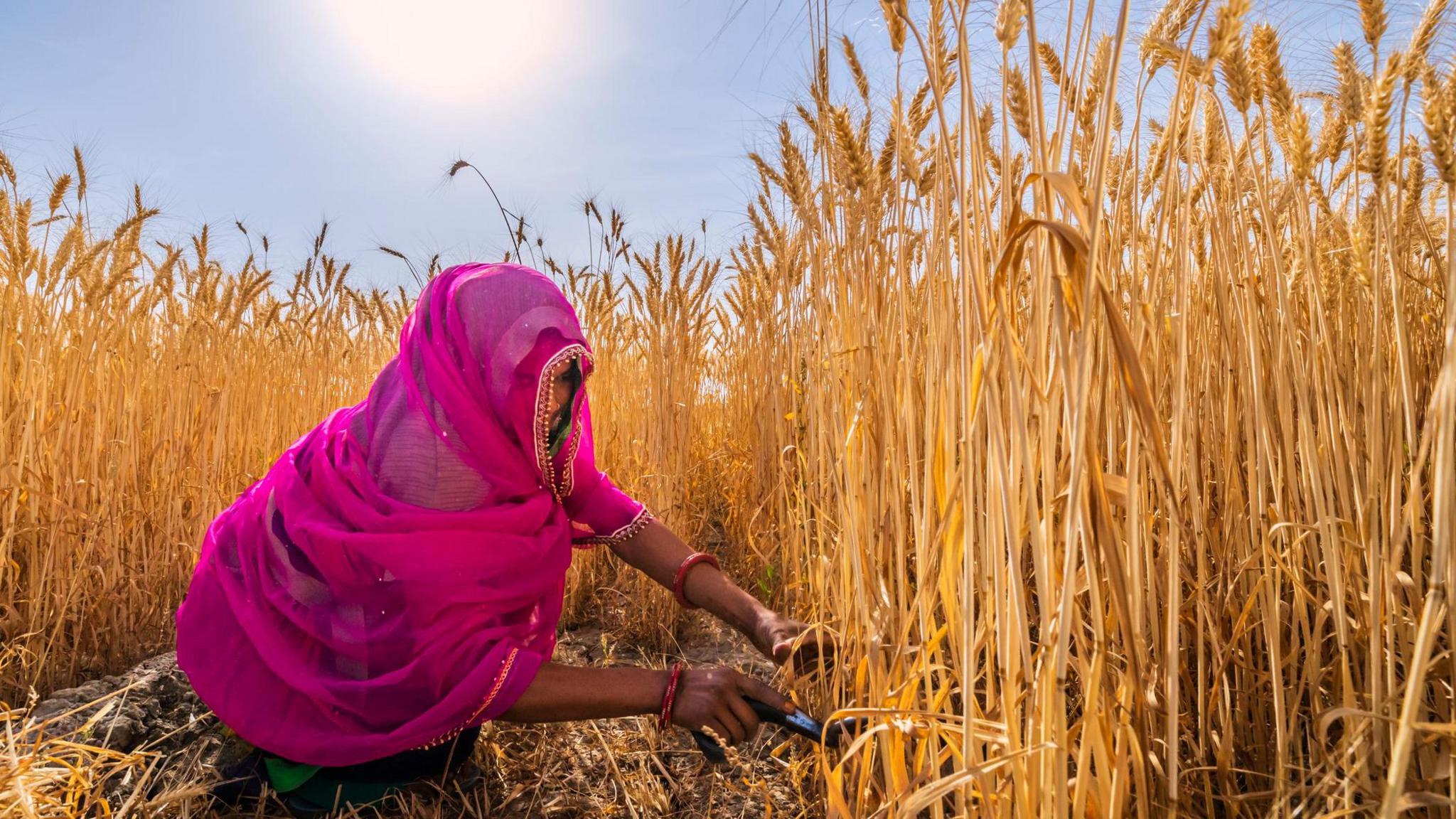 India heatwave: Early winter retreat spells trouble for factories and farms