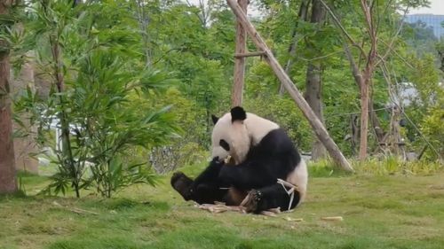 Keepers share fond memories as beloved Adelaide pandas prepare to depart for China