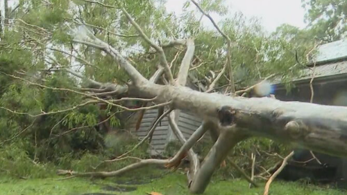 Homes smashed by trees, fires sparked on power lines on Gold Coast