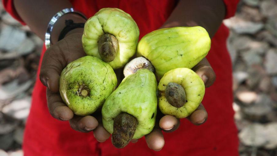 Ghana wants more for its cashews, but it's a tough nut to crack