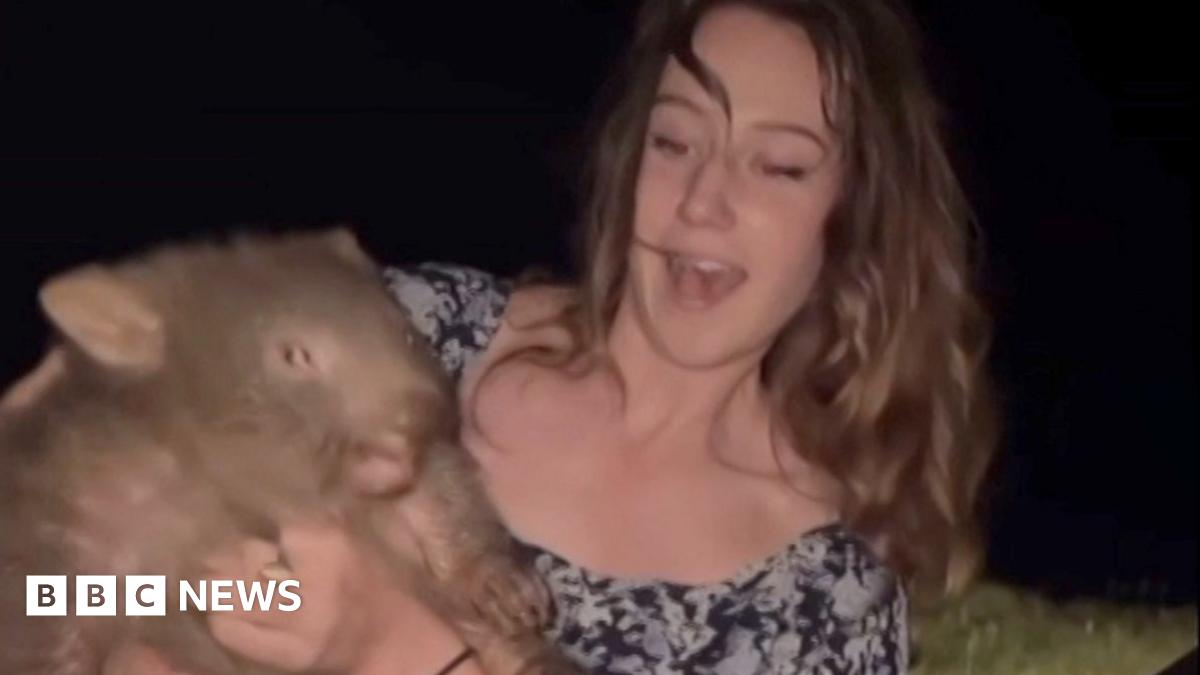 Sam Jones wombat: US influencer draws backlash for taking baby wombat from mum